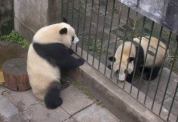 熊猫直播压竹子技巧,熊猫直播怎么直播