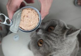 猫咪罐头直播技巧分享,猫咪罐头怎么喂食