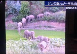大象直播技巧组合,大象直播是骗局吗
