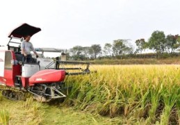 直播水稻收割技巧,直播水稻怎样管理