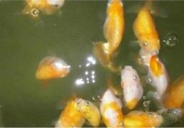 金鱼养殖技巧直播,金鱼的养殖方法和注意事项视频