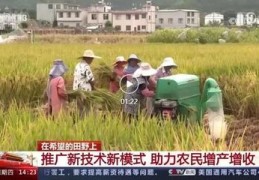 旱地水稻直播技巧,水稻旱田直播技术