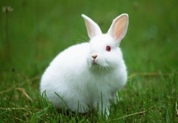 直播兔子耳朵拍照技巧,兔子耳朵抖音