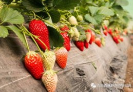 草莓直播技巧2022,草莓直播介绍