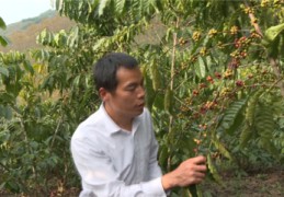 咖啡种植直播技巧,咖啡怎样种植视频教程