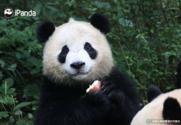 熊猫直播技巧,熊猫体育直播