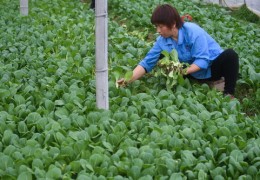 蔬菜直播技巧大全,蔬菜直播技术