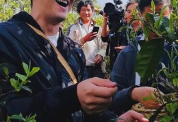 岩茶直播销售技巧分享,岩茶茶艺表演视频