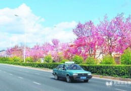 一个人怎么拍摄樱花校园教程 VS 百花齐放剪映拍摄教程怎么做