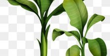 怎么拍摄芭蕉叶视频教程