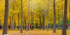 秋天平移拍摄教程怎么拍