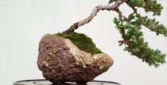 盆景该怎么拍摄视频教程