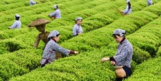 怎么拍摄茶农视频教程图片