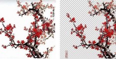 拍摄梅花的文案教程怎么写