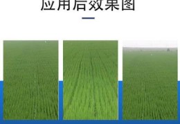 水稻直播施肥技巧,水稻直播施肥技术