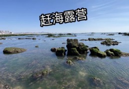 赶海直播抓海鲜的技巧视频,赶海直播抓海鲜是真的吗