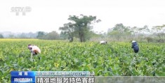 怎么拍摄田间滴灌视频教程
