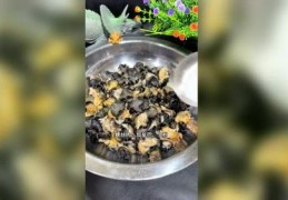 螺肉怎么拍摄视频教程