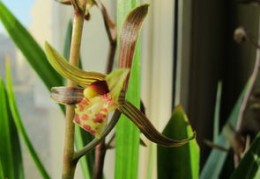 养兰花技巧直播,养植兰花的方法