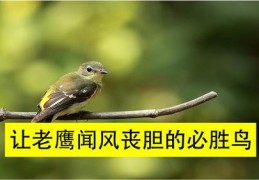 小鹰直播技巧分享及下载指南