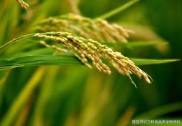 直播水稻倒伏技巧,水稻直播抗倒技术