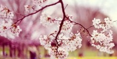 看樱花视频教程怎么拍摄
