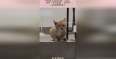 小猫怎么叫加快版拍摄教程