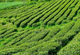 藤茶直播技巧,藤茶怎么喝才最好?有哪些注意事项?