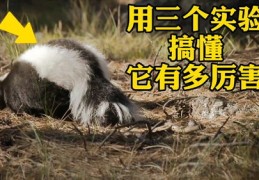 抖音寻狗攻略，如何制作上热门视频的标题？