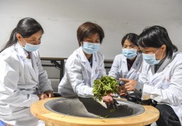 茶叶直播技巧,茶叶直播固定话术
