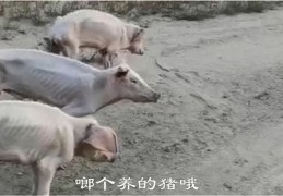 养猪技术技巧直播,养猪技术讲解视频