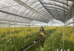 直播卖兰花技巧,直播卖兰花技巧有哪些