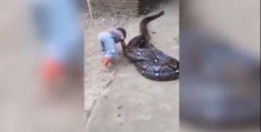 怎么拍摄巨蟒视频教程图片