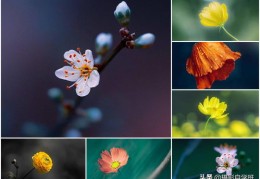 花拍摄技巧直播,拍摄花卉时有哪些技巧