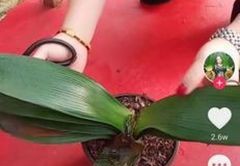 直播卖花技巧视频,直播卖花赚钱吗