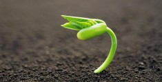 怎么拍摄植物虚化视频教程