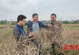 油菜直播施肥技巧,直播油菜施肥技术