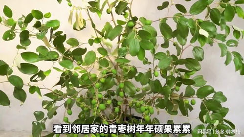 怎么拍摄青枣树视频教程 怎么拍摄青枣树视频教程