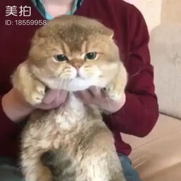 创作猫怎么拍摄视频教程 创作猫怎么拍摄视频教程