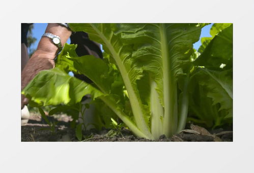 采摘菜怎么拍摄视频教程 采摘菜怎么拍摄视频教程
