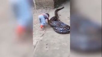 怎么拍摄巨蟒视频教程图片 怎么拍摄巨蟒视频教程图片