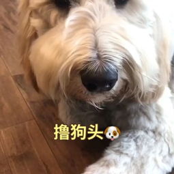 怎么拍摄狗头的视频教程