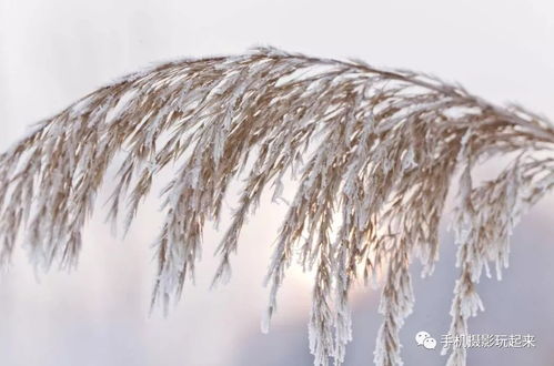 拍摄芦苇教程怎么拍的好看