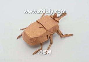 怎么拍摄甲虫视频教程全集
