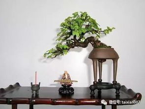盆景该怎么拍摄视频教程