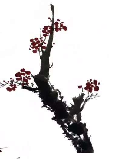 拍摄视频教程梅花怎么拍 拍摄视频教程梅花怎么拍