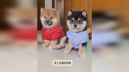拍摄教程奶狗怎么拍的 拍摄教程奶狗怎么拍的