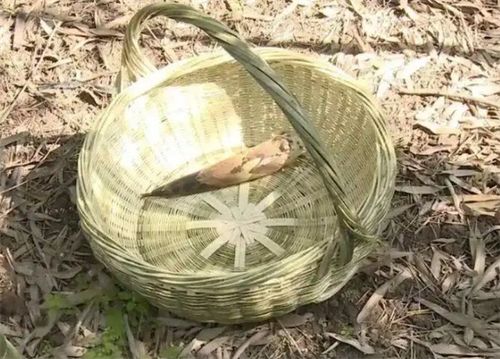 怎么拍摄挖竹笋视频呢教程